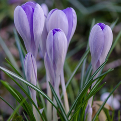 Branduse - Crocus - Vanguard – Pachet 5 Bulbi