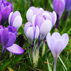 Brândușe Vanguard – Pachet 5 Bulbi – Aqua Flowers