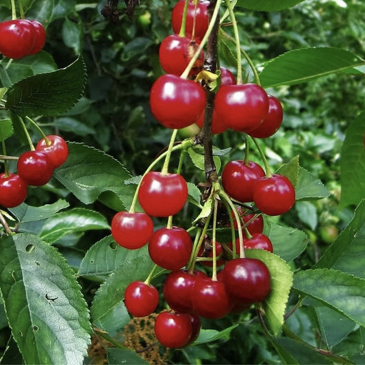 Visin Crisana - Anul 3 - Radacina Ambalata - Aqua Flowers