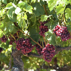 Vita de Vie Cardinal - Ghiveci 2L