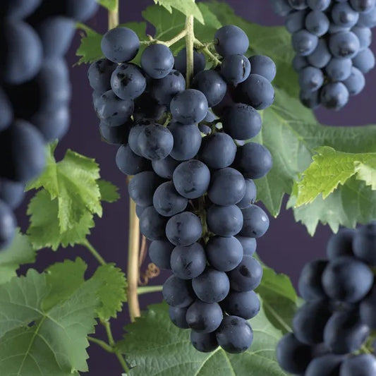 Vita de Vie Frankenthaler - Rădăcină Ambalată Anul 2-3 - Aqua Flowers