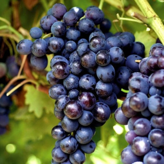 Vita de Vie - Kismis Moldavski - Seedless(Fără Sâmburi) - Rădăcină Ambalată Anul 2 - Aqua Flowers