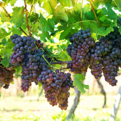 Vita de Vie - Kismis Moldavski - Seedless(Fără Sâmburi) - Ghiveci 2L