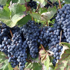 Vita de Vie - Kismis Moldavski - Seedless(Fără Sâmburi) - Ghiveci 2L