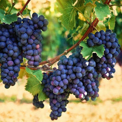 Vita de Vie Muscat Adda - Ghiveci 2L