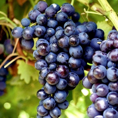 Vita de Vie Muscat Adda - Rădăcină Ambalată Anul 2 - Aqua Flowers