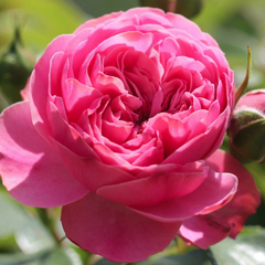 Trandafiri Floribunda - Versigny - Anul 3 - Ghiveci 2L