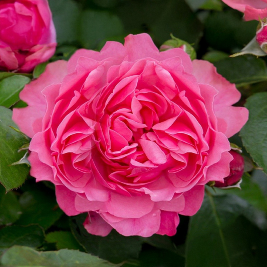 Trandafiri Floribunda - Versigny - Rădăcină Ambalată - Aqua Flowers