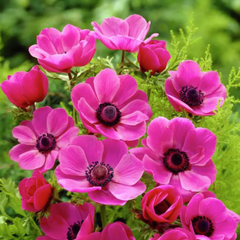 Bulbi Anemone Bicolor - Pachet 10 Bulbi - Aqua Flowers