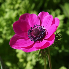 Bulbi Anemone Bicolor - Pachet 10 Bulbi - Aqua Flowers