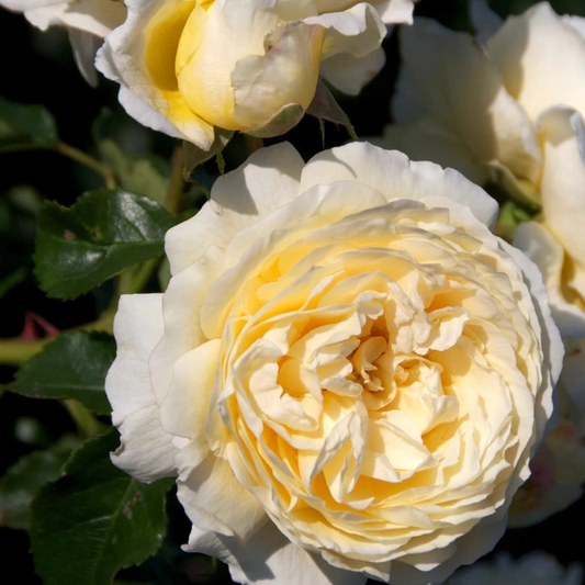 Trandafiri Floribunda - White - Rădăcină Ambalată - Aqua Flowers