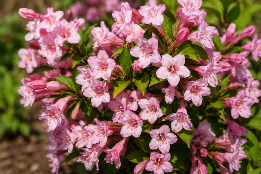 🌸💗 Weigela Pink Poppet – Ghiveci 1,5 L