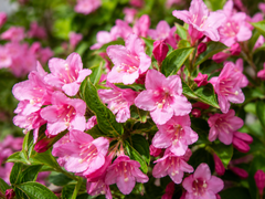 🌸💗 Weigela Pink Poppet – Ghiveci 1,5 L