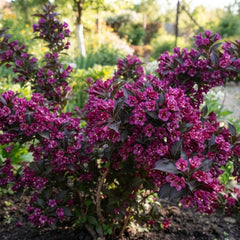 Weigela Royal Purple– Ghiveci 1,5 L