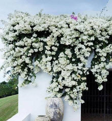 Floarea de Hartie (Bougainvillea sanderiana) - Alba - Ghiveci 2L - H 70 - 80 cm