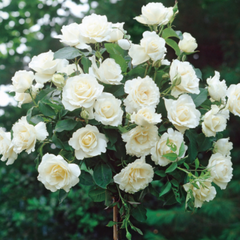 Trandafiri Pomișor - White - Rădăcină Ambalată Anul 2 - Aqua Flowers