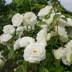 Trandafiri Pomișor - White - Rădăcină Ambalată Anul 2 - Aqua Flowers
