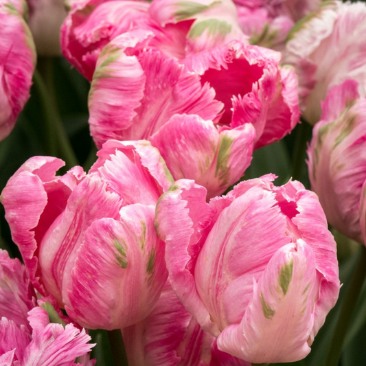 Bulbi Lalele Weber’s Parrot Pink – Pachet 5 Bulbi - Aqua Flowers