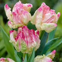 Bulbi de Lalele Weber's Parrot Pink - Pachet 3 Bulbi, Aqua Flowers