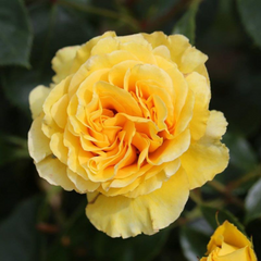 Trandafiri Floribunda - Yellow - Anul 3 - Ghiveci 2L