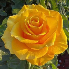 Trandafiri Teahibrizi Parfumaţi - Yellow - Rădăcină Ambalată Anul 3 - Aqua Flowers