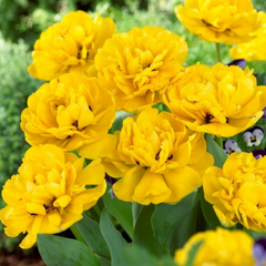Bulbi de Lalele Yellow Pomponette - Pachet 3 Bulbi, Aqua Flowers