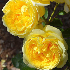 Trandafiri Floribunda Parfumaţi - Yellow Daisy - Rădăcină Ambalată - Aqua Flowers