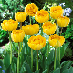 Bulbi de Lalele Yellow Pomponette - Pachet 3 Bulbi, Aqua Flowers