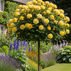 Trandafiri Pomișor - Yellow - Rădăcină Ambalată Anul 2 - Aqua Flowers