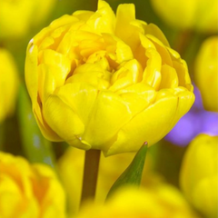 Bulbi de Lalele Yellow Pomponette - Pachet 3 Bulbi, Aqua Flowers