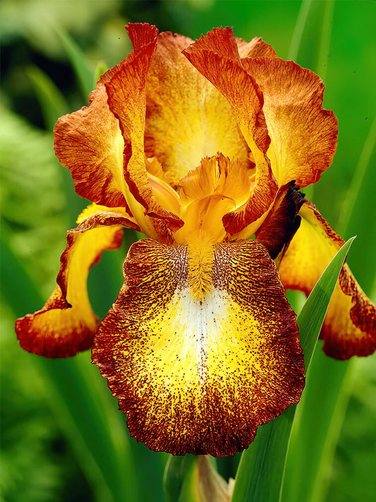 Bulbi Iris Germanica Spotted Yellow - 1 Rizom - Aqua Flowers