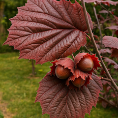 Alun Roșu Zellernoot - Ghiveci - Aqua Flowers