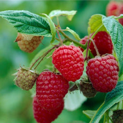 Zmeur Remontat Red Gigant - Rădăcină Ambalată