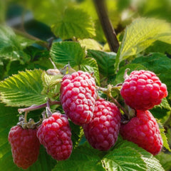 Zmeur Remontat Polana (Fără Spini) - Rădăcină ambalată