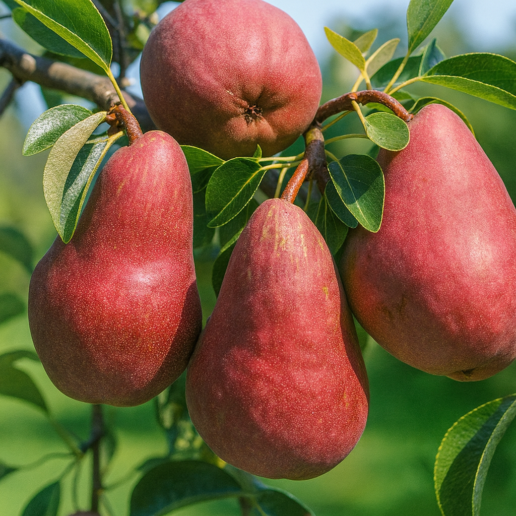 Par Williams Rosu - Radacina Ambalata - Pom Fructifer Rezistent cu Pere Aromate - Aqua Flowers