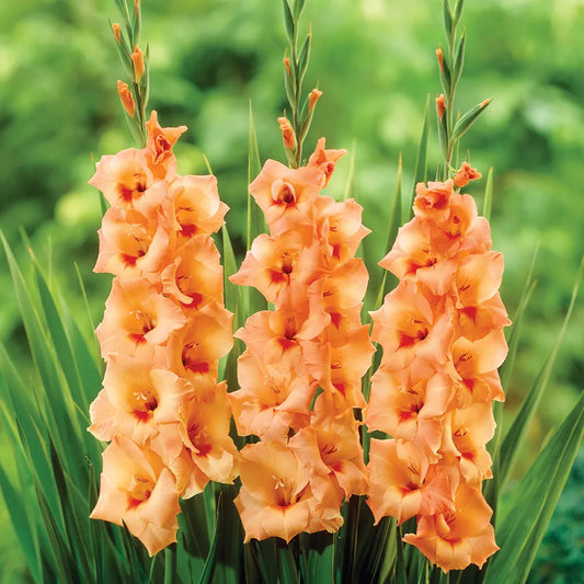 Bulbi Gladiole - Peter Pears - Pachet 3 Bulbi