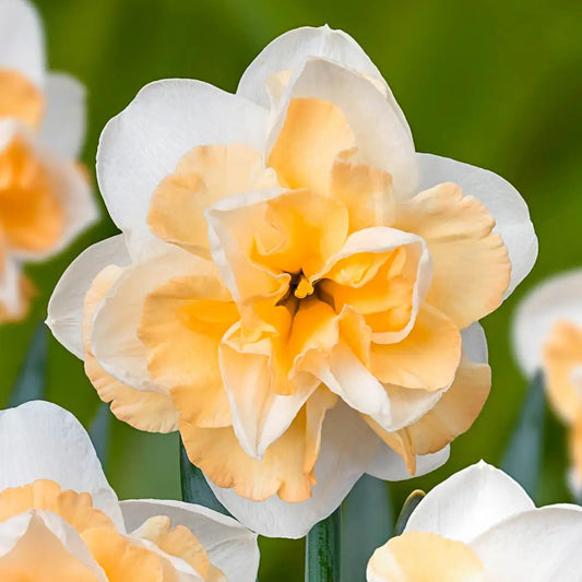 Bulbi Narcise Duble - Golden Pearl - Pachet 3 Bulbi