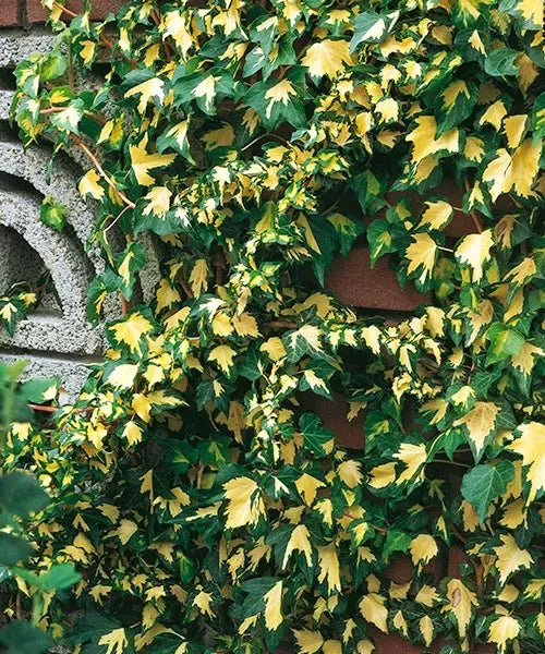 Iedera Hedera helix goldheart -Ghiveci 2L - H 70-90 cm