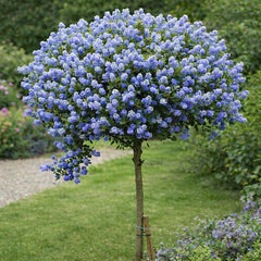 Liliac Californian Pomisor Concha - Ghiveci 2L - H 60-70 cm