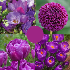 Pachet Primăvară Violet Deschis