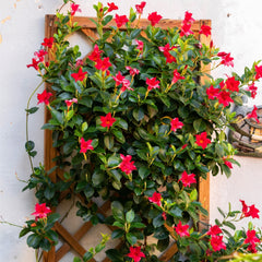 Dipladenia Rosie - Ghiveci P9