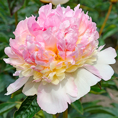 Bujor - Rasberry – Pachet 1 Rizom