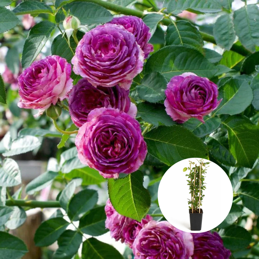 Trandafiri Cataratori Parfumati - Lavender Purple - Giveci - Anul 4 - Inaltime la livrare 65-70 cm