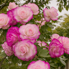 Trandafiri Cățărători Parfumați - Country Blues - Rădăcină Ambalată - Aqua Flowers