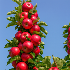 Mar Columnar Ostankino - Pom fructifer pentru Gradina mica, Balcon si Terasa - Ghiveci - Floraria Aqua