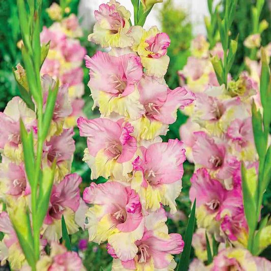Bulbi Gladiole - Bicolore Mon Amour - Pachet 3 Bulbi