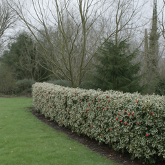 Ilex Aquifolium Argentea – Ghiveci 2L (50–60 cm) – Aqua Flowers