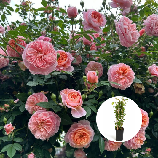 Trandafiri Cataratori Parfumati - Colette - Giveci - Anul 4 - Inaltime la livrare 65-70 cm