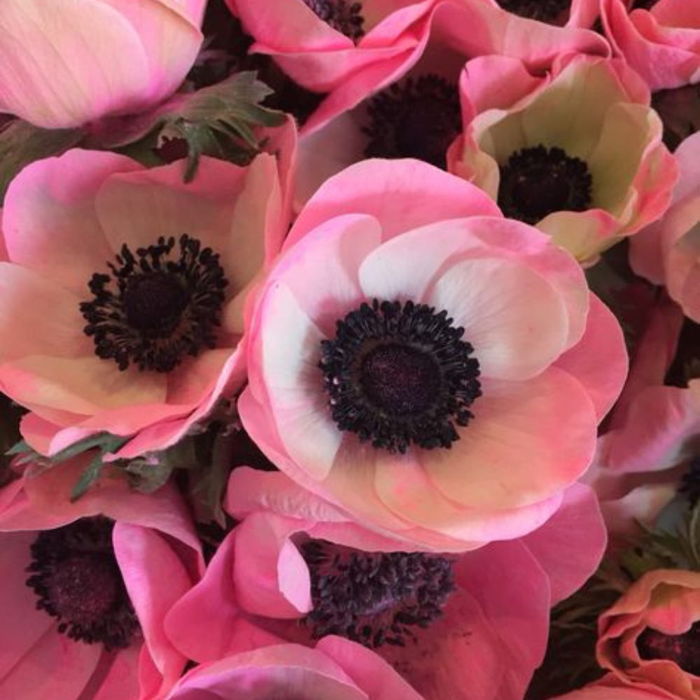 Bulbi Anemone Bicolor - Pachet 10 Bulbi - Aqua Flowers