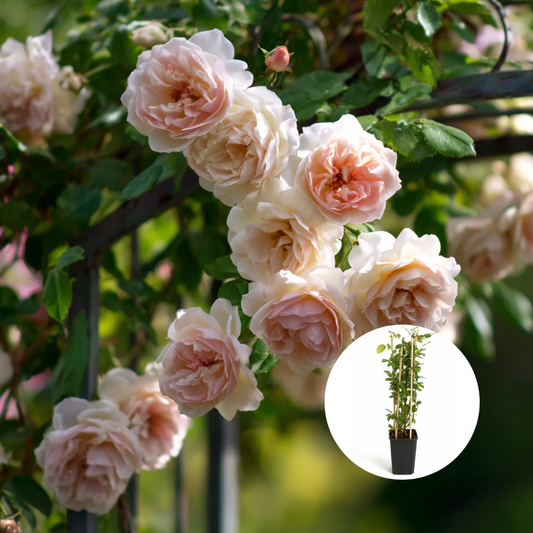 Trandafiri Cataratori Parfumati - Quicksand - Giveci - Anul 4 - Inaltime la livrare 65-70 cm